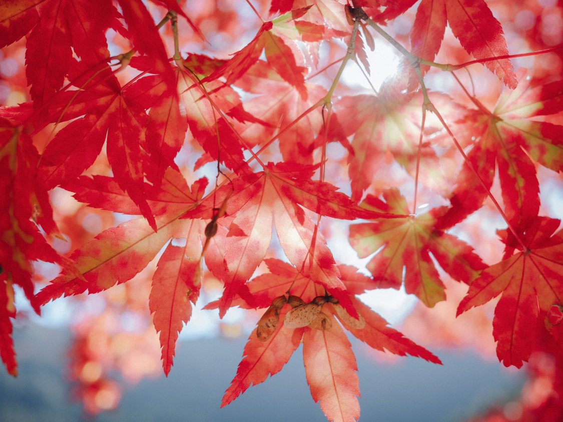 c7娱乐-2026年2月财运颇为旺盛的 3 生肖，赚得开心、花的安心，前程似锦